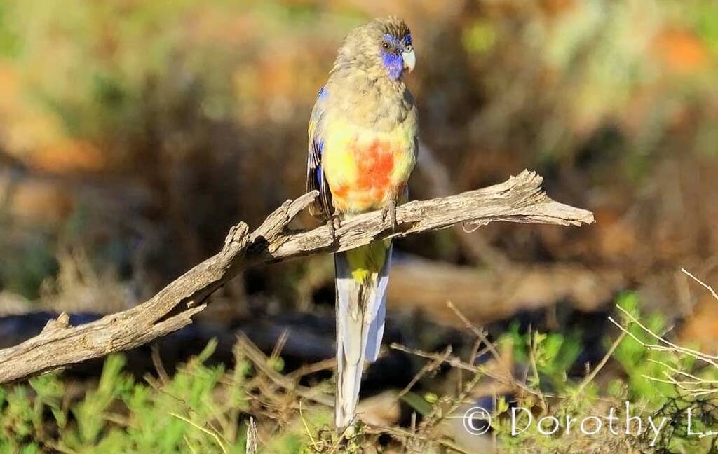 Bluebonnet (Northiella haematogaster)