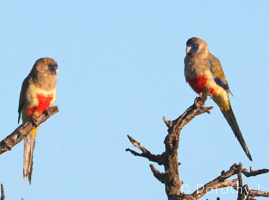 Bluebonnet (Northiella haematogaster)