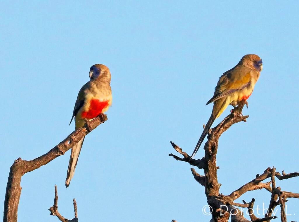 Bluebonnet (Northiella haematogaster)