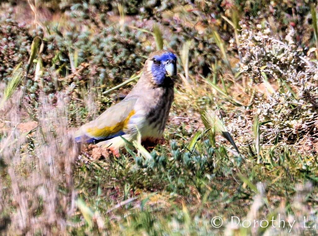 Bluebonnet (Northiella haematogaster)