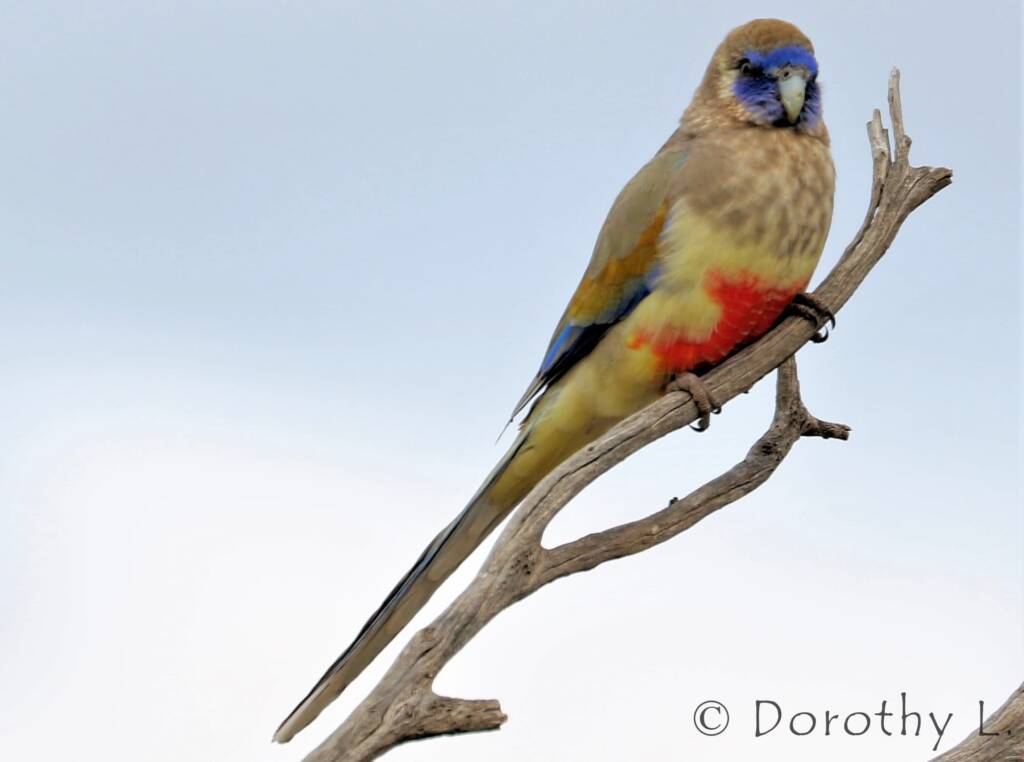 Bluebonnet (Northiella haematogaster)