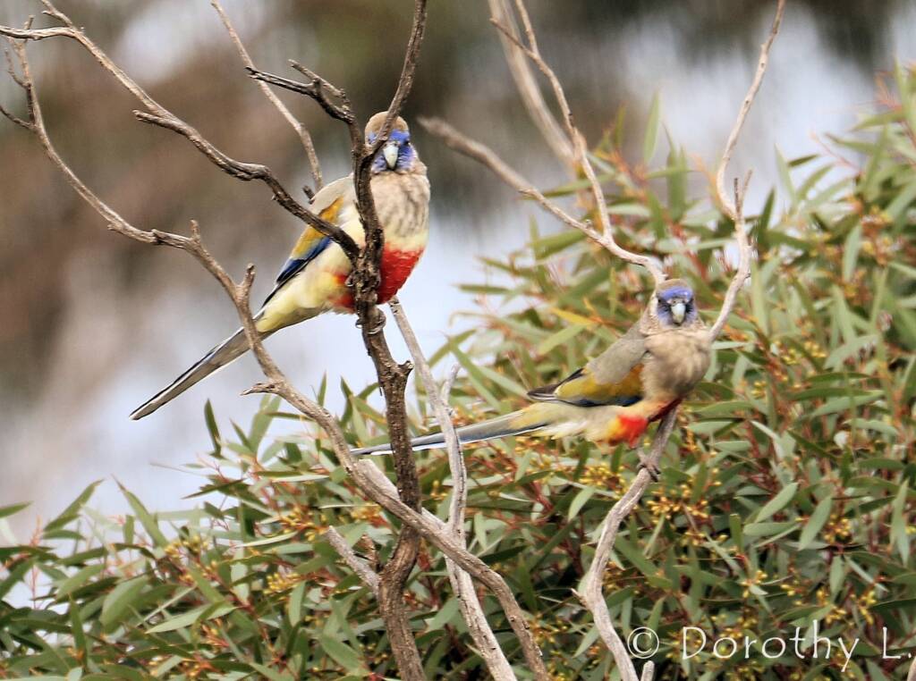 Bluebonnet (Northiella haematogaster)