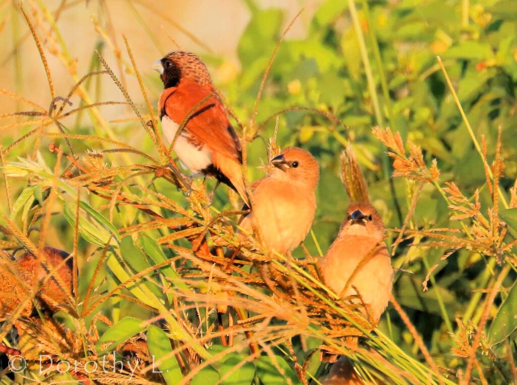 Chestnut-breasted Mannikin (Lonchura castaneothorax)