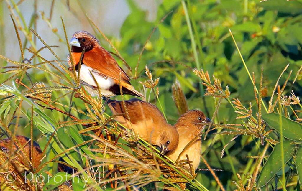 Chestnut-breasted Mannikin (Lonchura castaneothorax)