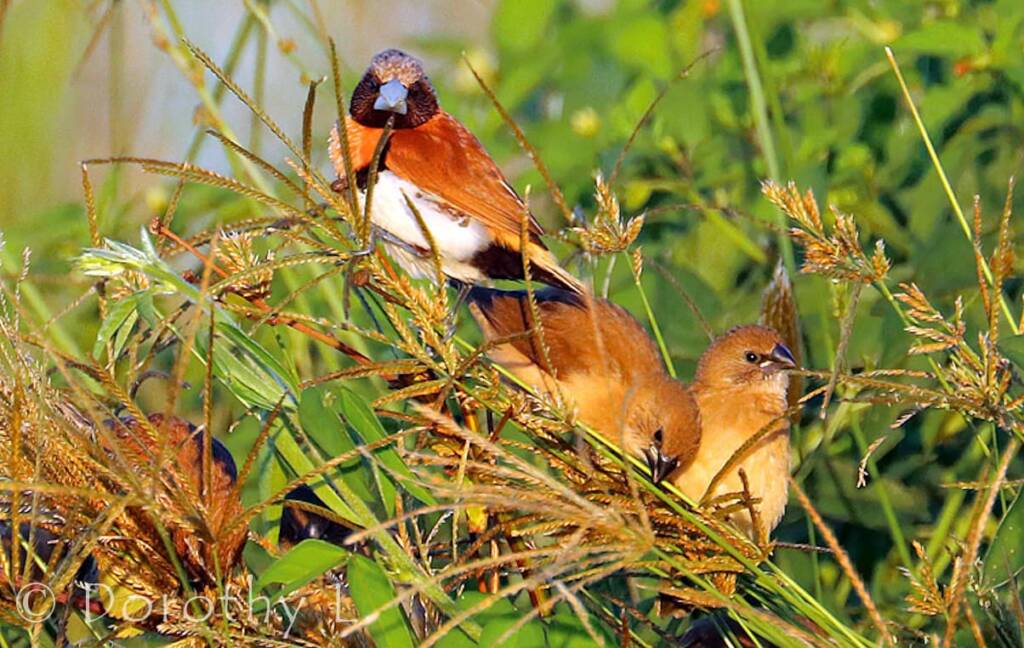 Chestnut-breasted Mannikin (Lonchura castaneothorax)
