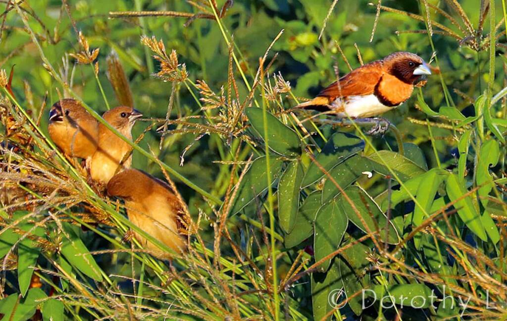 Chestnut-breasted Mannikin (Lonchura castaneothorax)