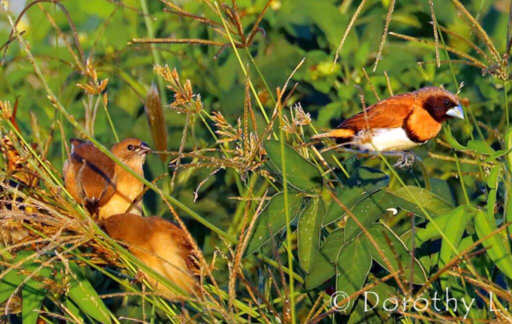 Chestnut-breasted Mannikin (Lonchura castaneothorax)