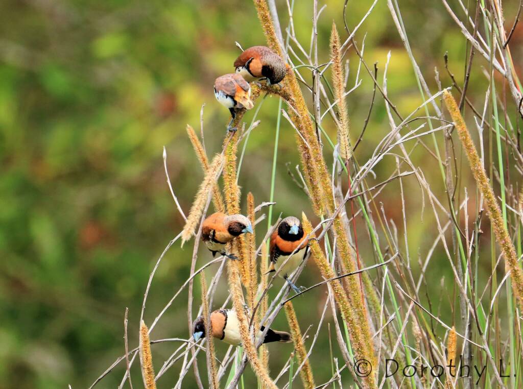 Chestnut-breasted Mannikin (Lonchura castaneothorax)