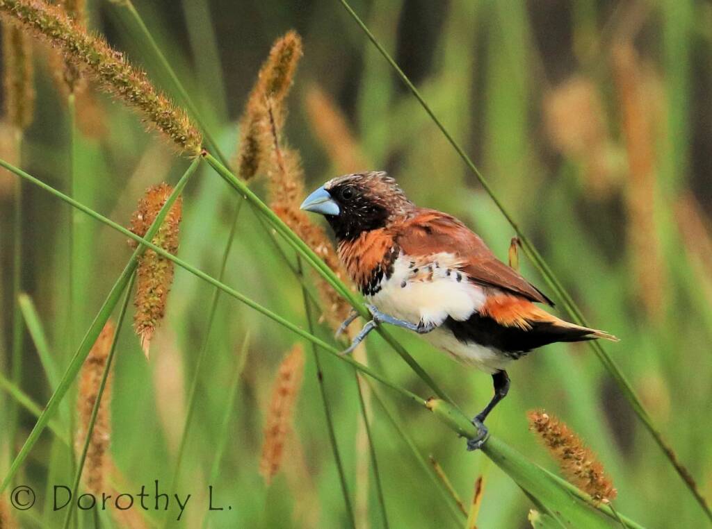 Chestnut-breasted Mannikin (Lonchura castaneothorax)