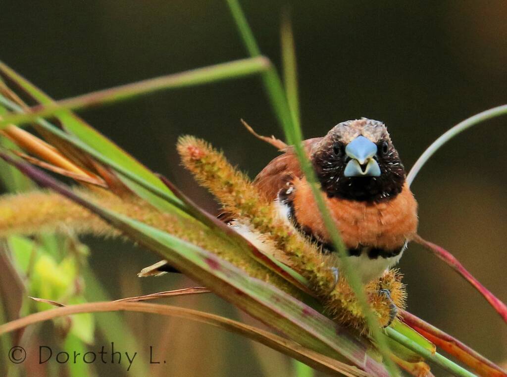 Chestnut-breasted Mannikin (Lonchura castaneothorax)