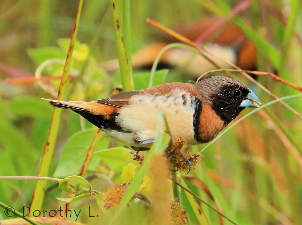 Chestnut-breasted Mannikin (Lonchura castaneothorax)