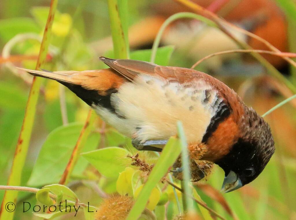 Chestnut-breasted Mannikin (Lonchura castaneothorax)