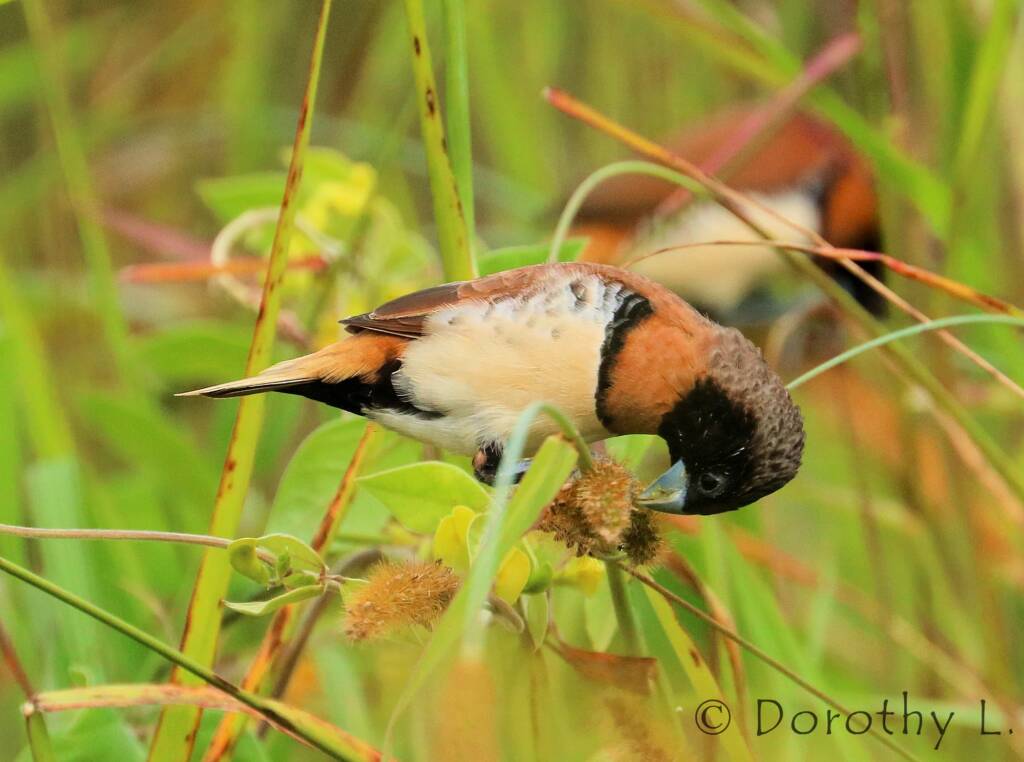 Chestnut-breasted Mannikin (Lonchura castaneothorax)