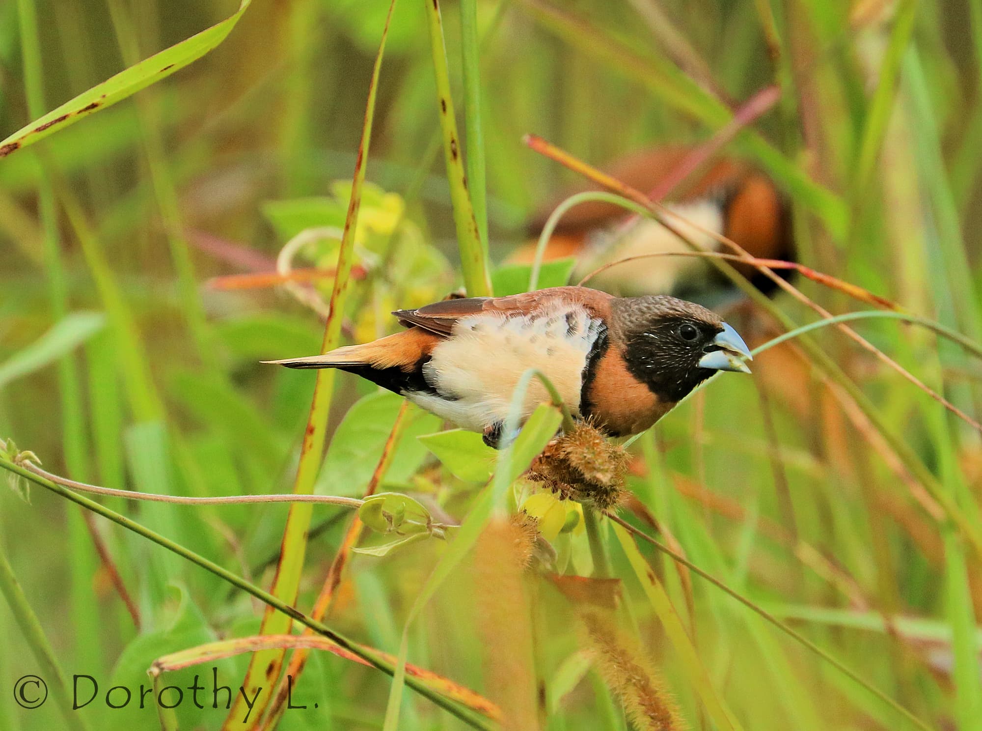 Chestnut-breasted Mannikin (Lonchura castaneothorax)
