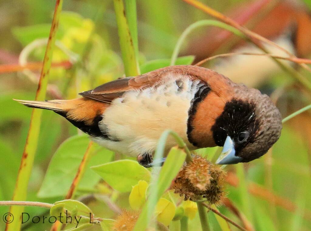 Chestnut-breasted Mannikin (Lonchura castaneothorax)