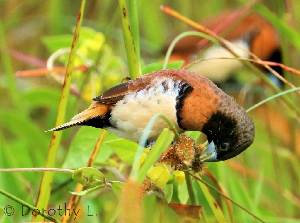 Chestnut-breasted Mannikin (Lonchura castaneothorax)