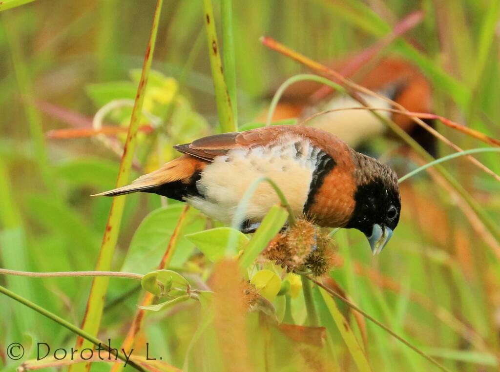 Chestnut-breasted Mannikin (Lonchura castaneothorax)