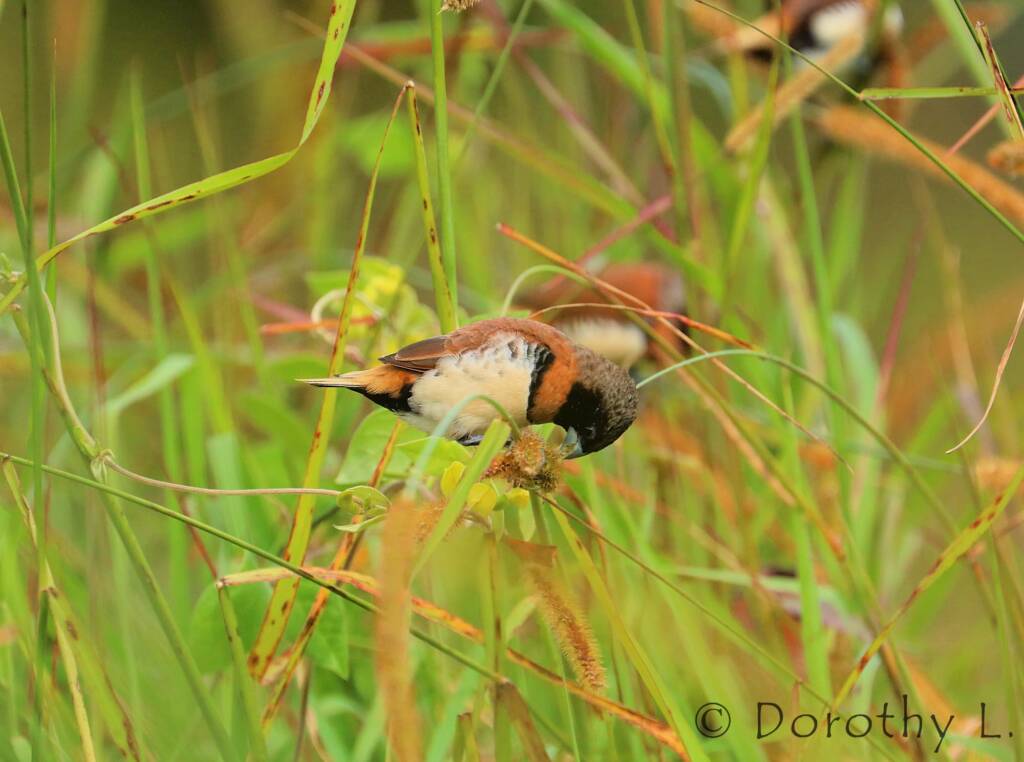 Chestnut-breasted Mannikin (Lonchura castaneothorax)