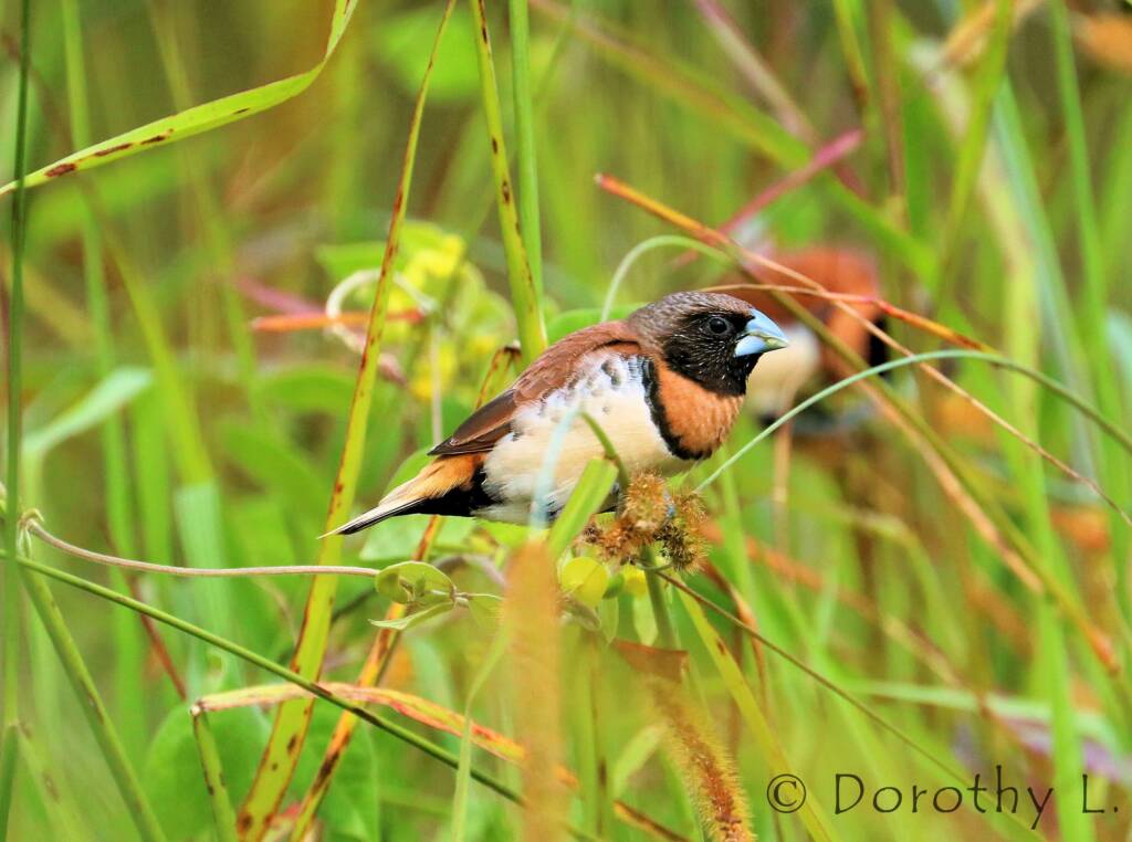 Chestnut-breasted Mannikin (Lonchura castaneothorax)