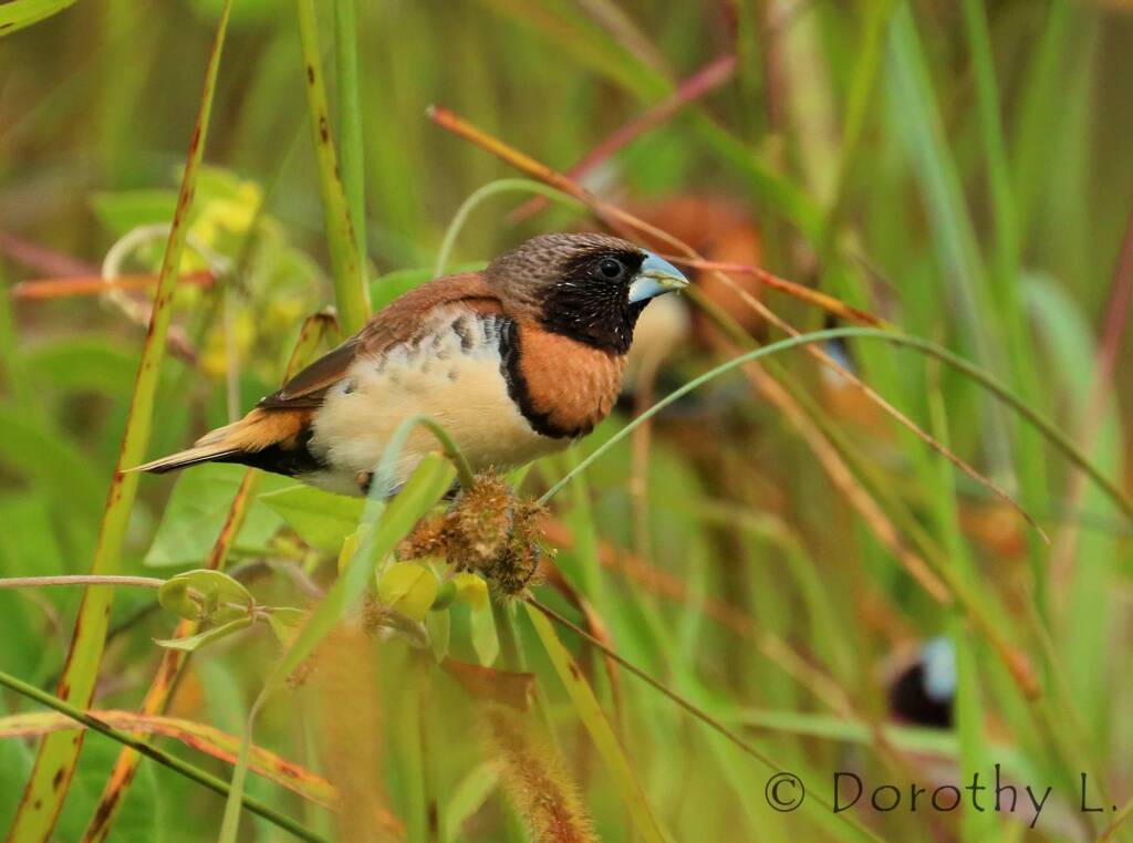 Chestnut-breasted Mannikin (Lonchura castaneothorax)