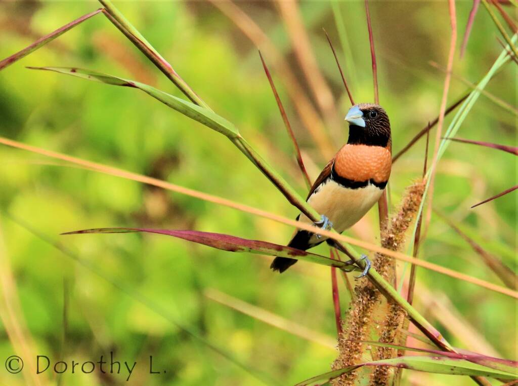 Chestnut-breasted Mannikin (Lonchura castaneothorax)