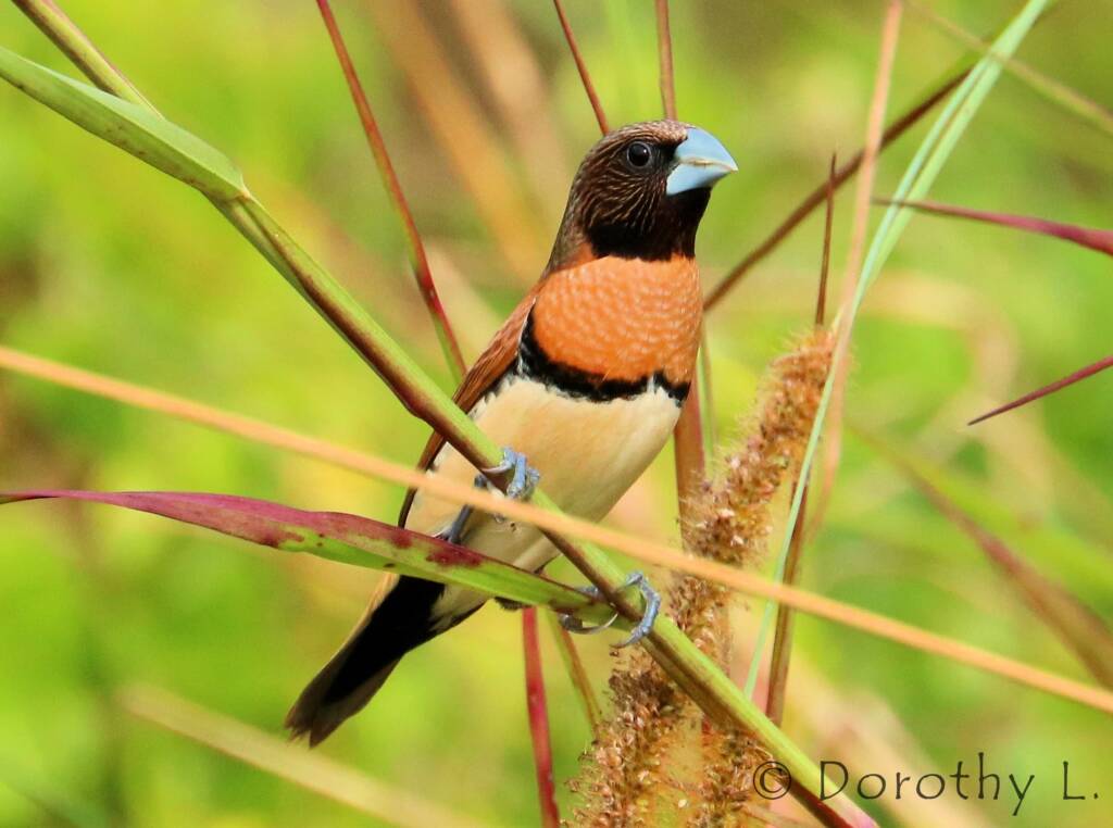 Chestnut-breasted Mannikin (Lonchura castaneothorax)