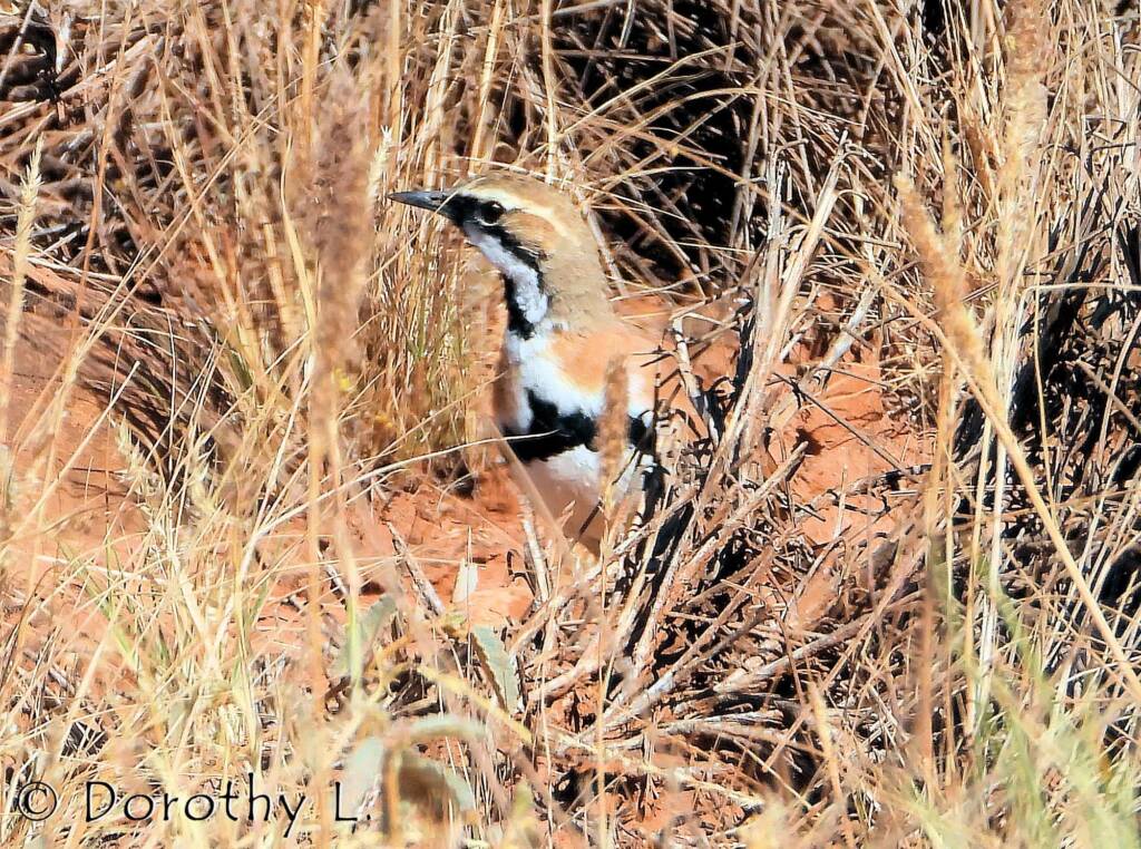 Cinnamon Quail-thrush (Cinclosoma cinnamomeum), Central Australia