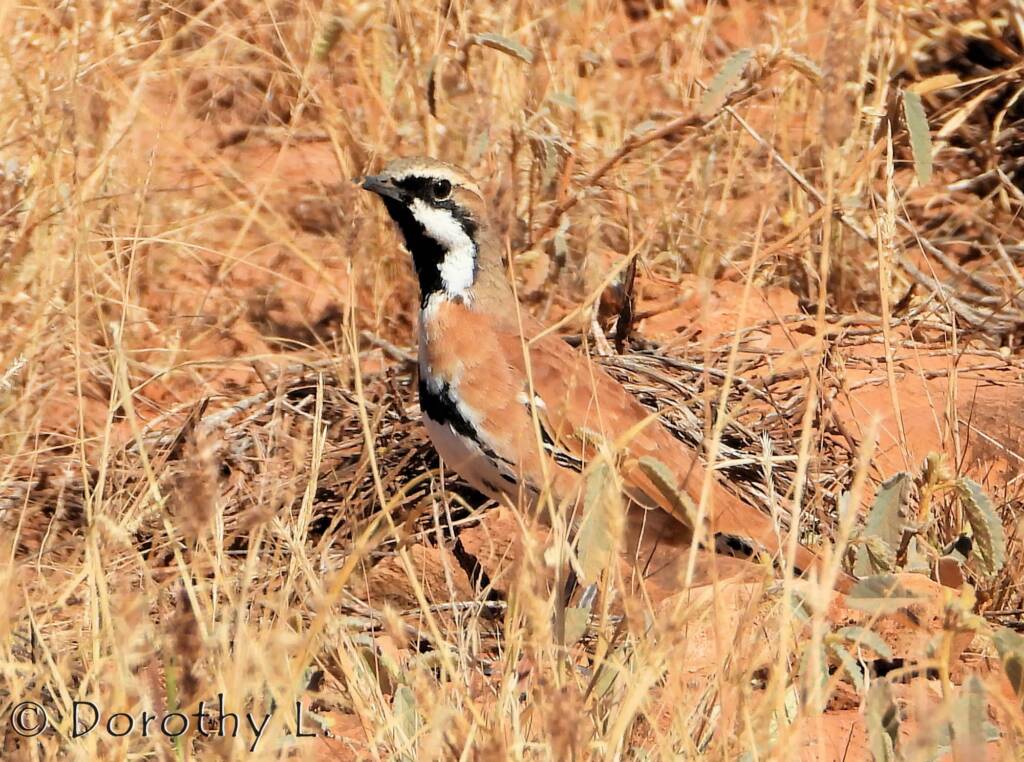 Cinnamon Quail-thrush (Cinclosoma cinnamomeum), Central Australia