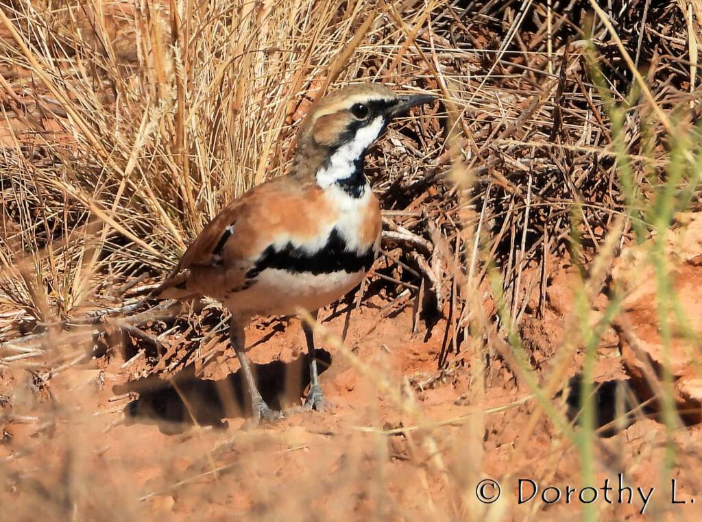 Cinnamon Quail-thrush (Cinclosoma cinnamomeum), Central Australia