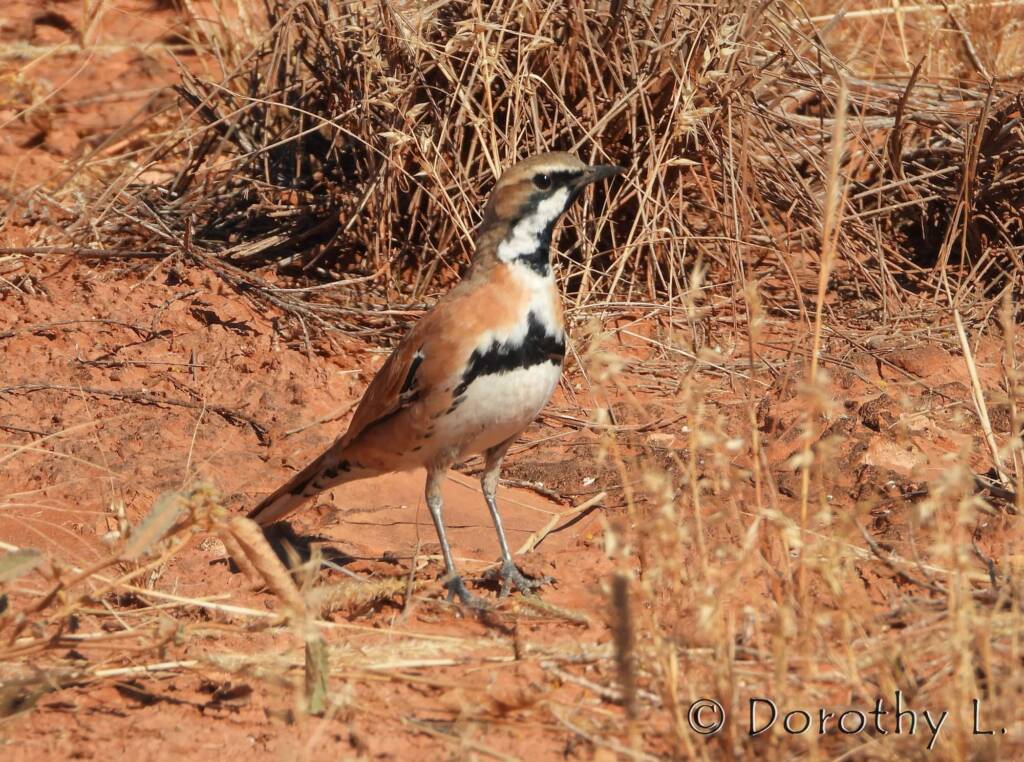 Cinnamon Quail-thrush (Cinclosoma cinnamomeum), Central Australia