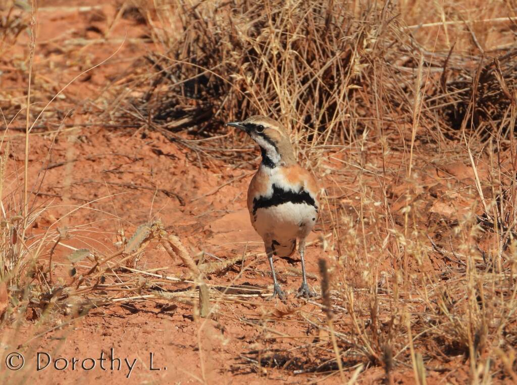 Cinnamon Quail-thrush (Cinclosoma cinnamomeum), Central Australia