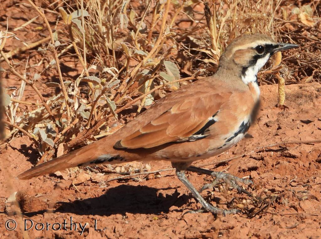 Cinnamon Quail-thrush (Cinclosoma cinnamomeum), Central Australia