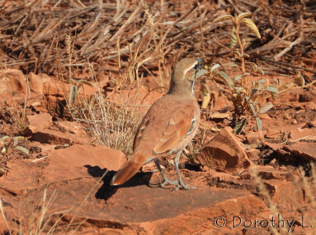 Cinnamon Quail-thrush (Cinclosoma cinnamomeum), Central Australia