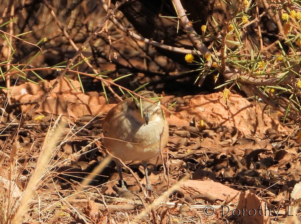 Female Cinnamon Quail-thrush (Cinclosoma cinnamomeum), Central Australia