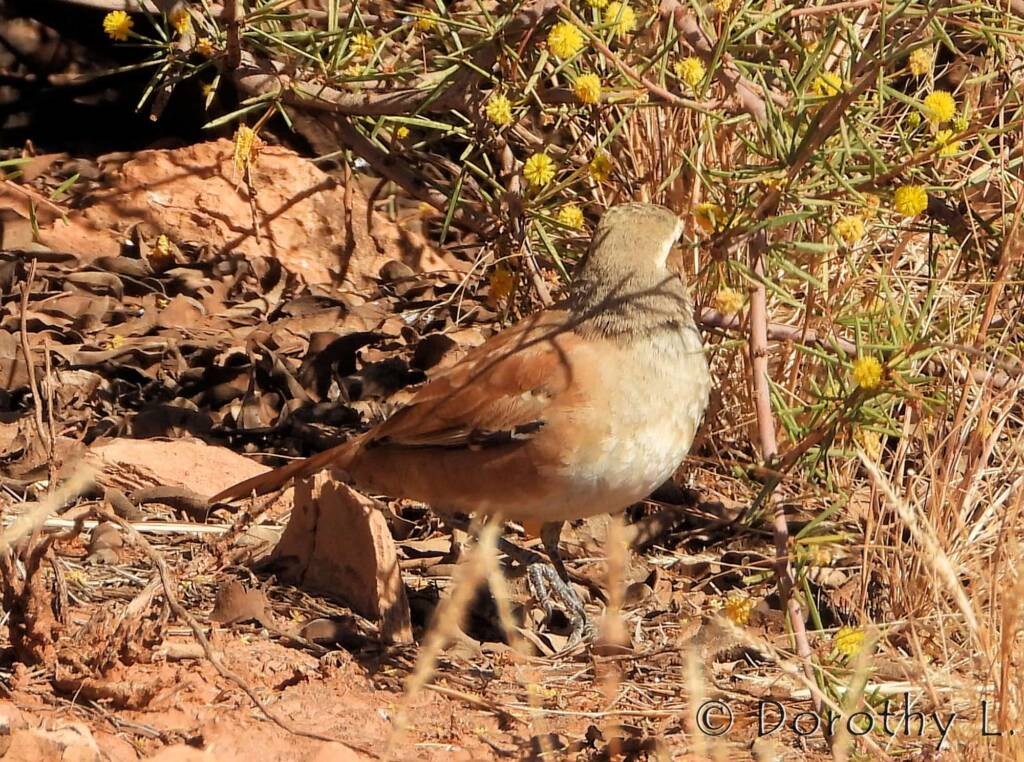 Female Cinnamon Quail-thrush (Cinclosoma cinnamomeum), Central Australia