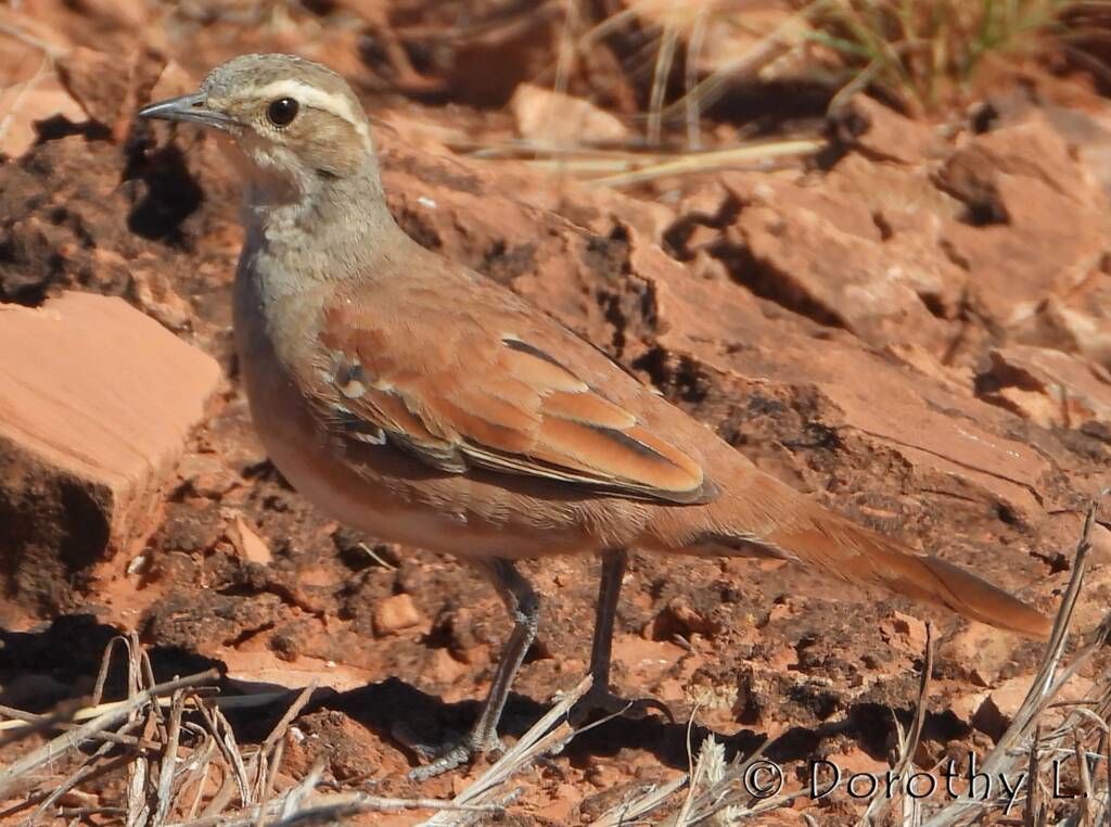 Female Cinnamon Quail-thrush (Cinclosoma cinnamomeum), Central Australia