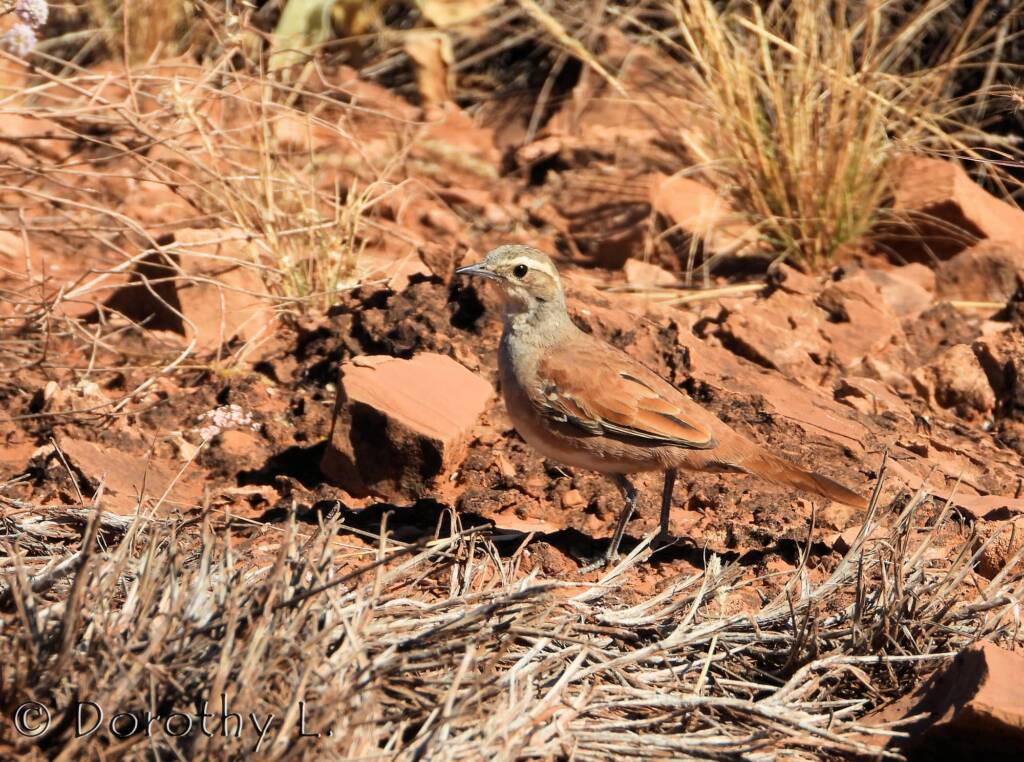 Female Cinnamon Quail-thrush (Cinclosoma cinnamomeum), Central Australia