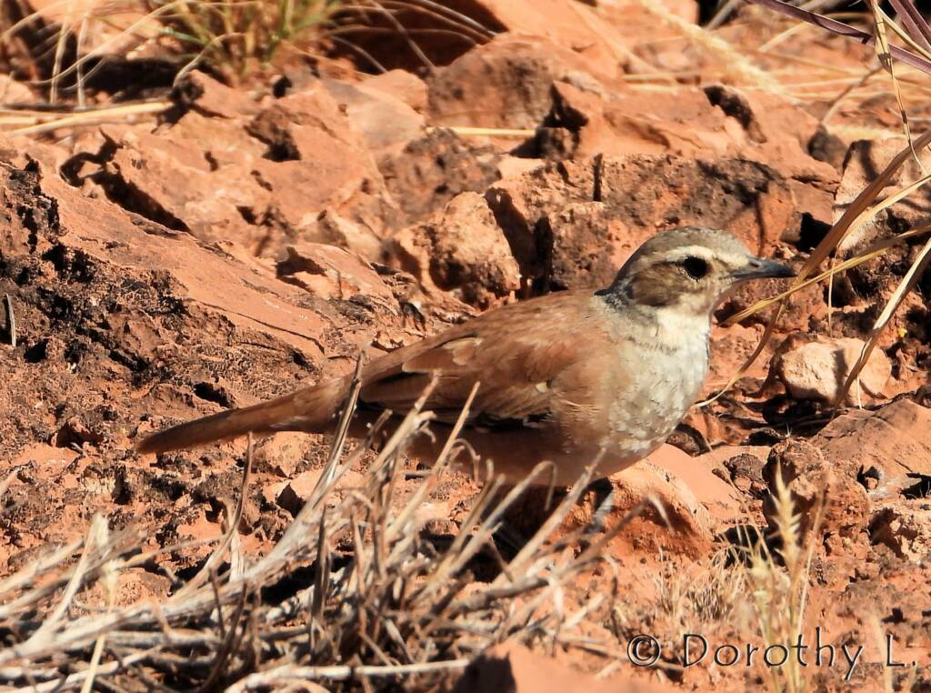 Female Cinnamon Quail-thrush (Cinclosoma cinnamomeum), Central Australia