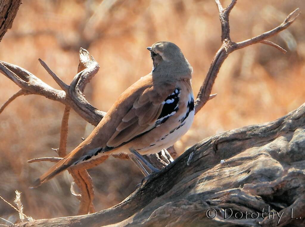Cinnamon Quail-thrush (Cinclosoma cinnamomeum), Central Australia