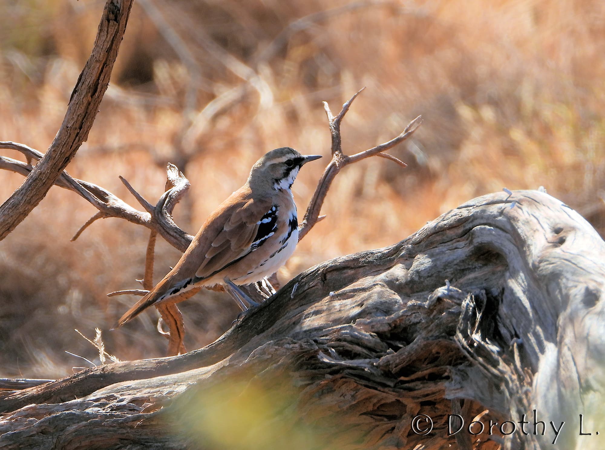 Cinnamon Quail-thrush (Cinclosoma cinnamomeum), Central Australia