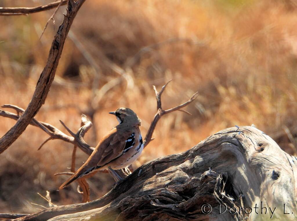 Cinnamon Quail-thrush (Cinclosoma cinnamomeum), Central Australia