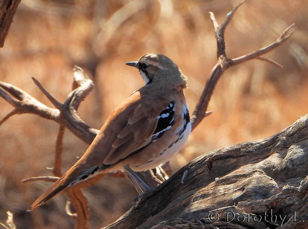 Cinnamon Quail-thrush (Cinclosoma cinnamomeum), Central Australia