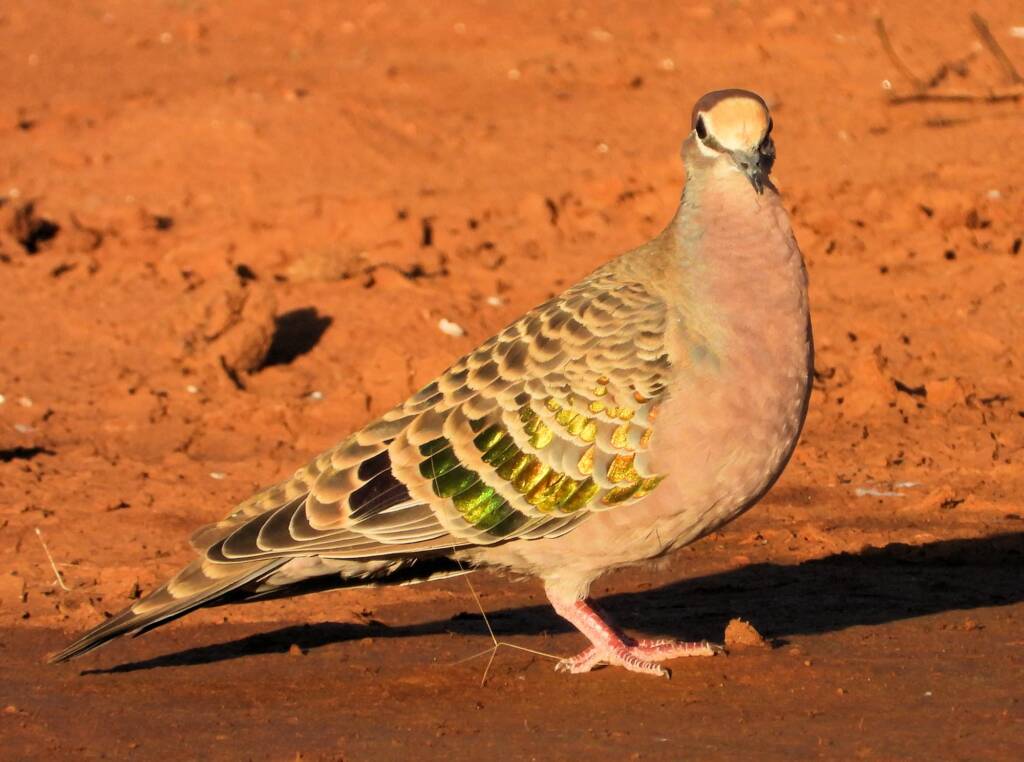 Common Bronzewing (Phaps chalcoptera), Central Australia