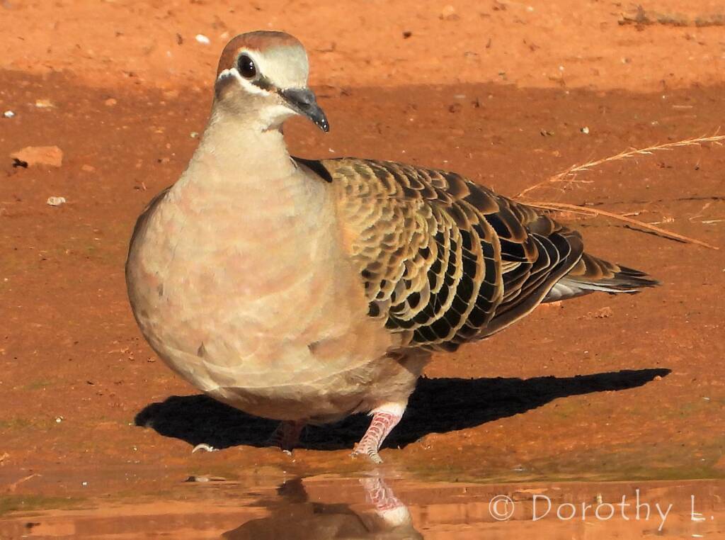 Common Bronzewing (Phaps chalcoptera), Central Australia
