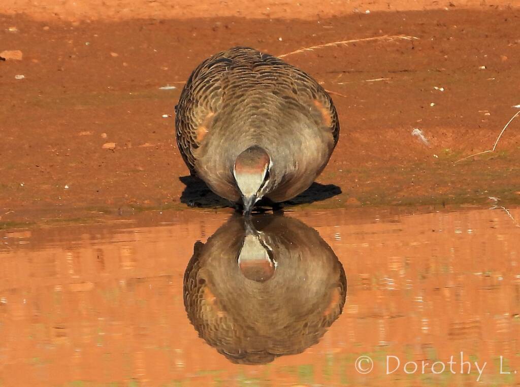 Common Bronzewing (Phaps chalcoptera), Central Australia