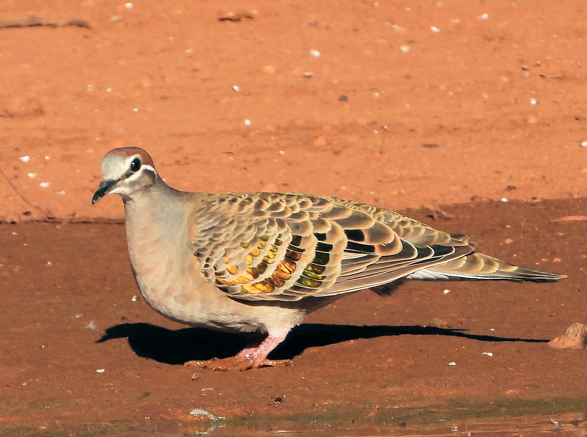 Common Bronzewing (Phaps chalcoptera)
