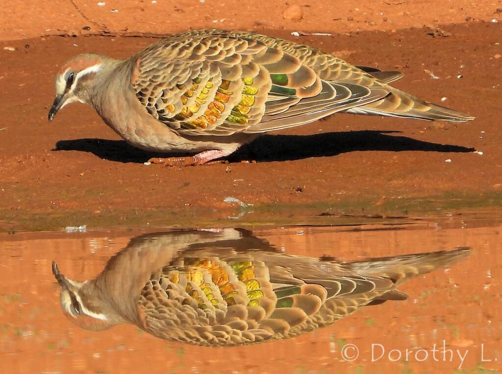 Common Bronzewing (Phaps chalcoptera), Central Australia