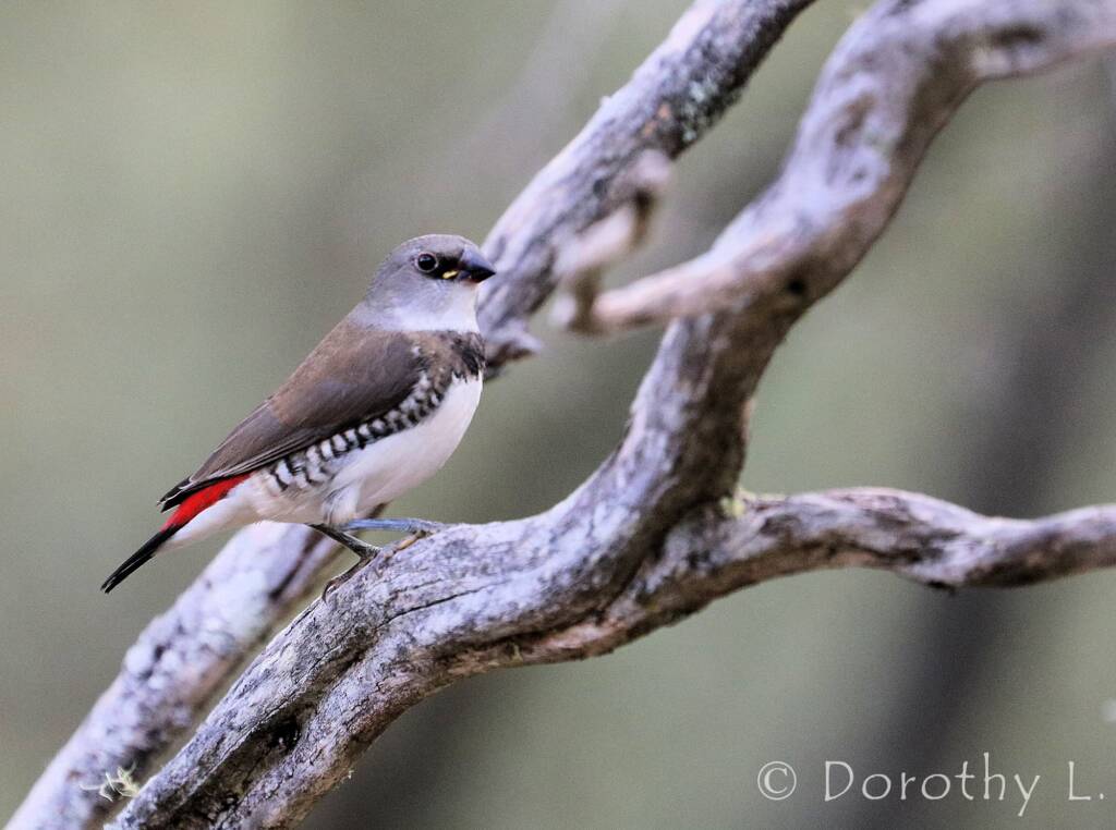 Diamond Firetail (Stagonopleura guttata)