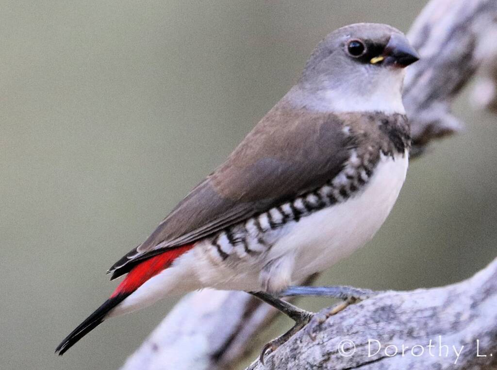 Diamond Firetail (Stagonopleura guttata)