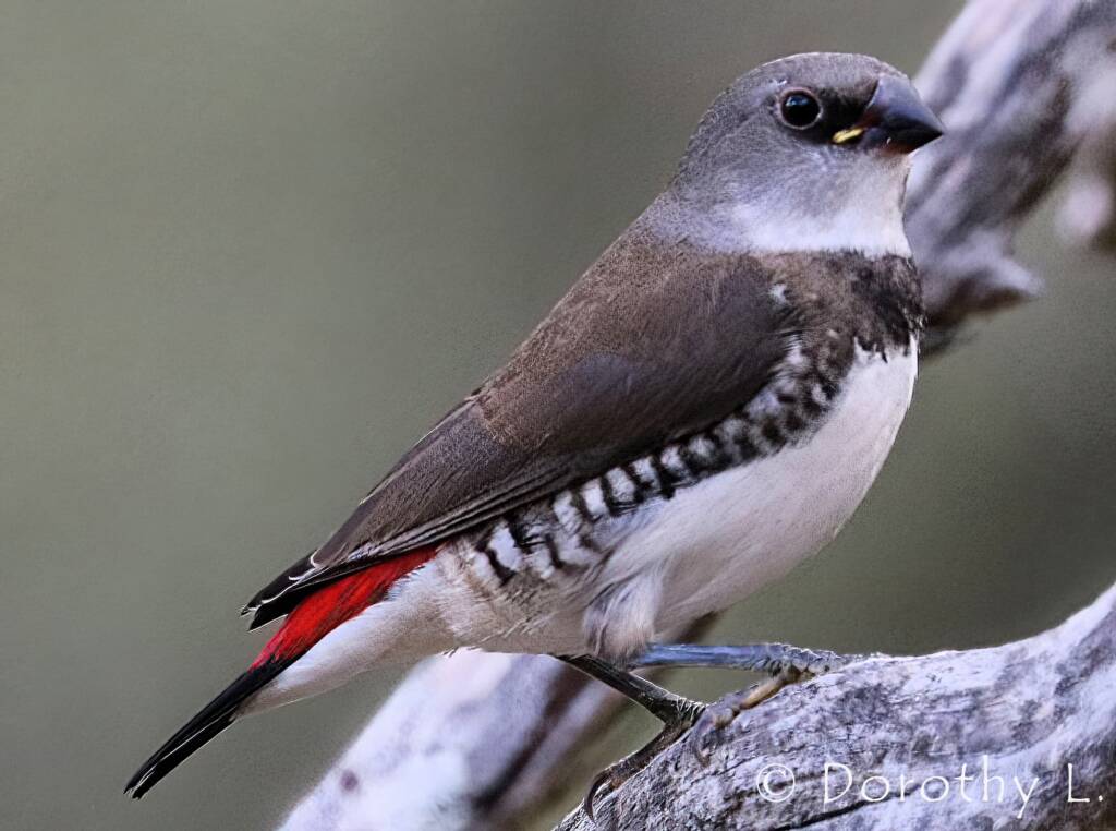 Diamond Firetail (Stagonopleura guttata)